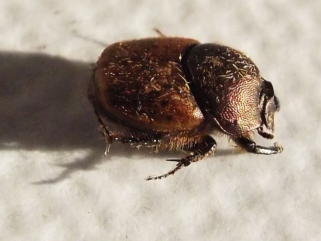 Onthophagus coenobita, femmina, Scarabaeidae